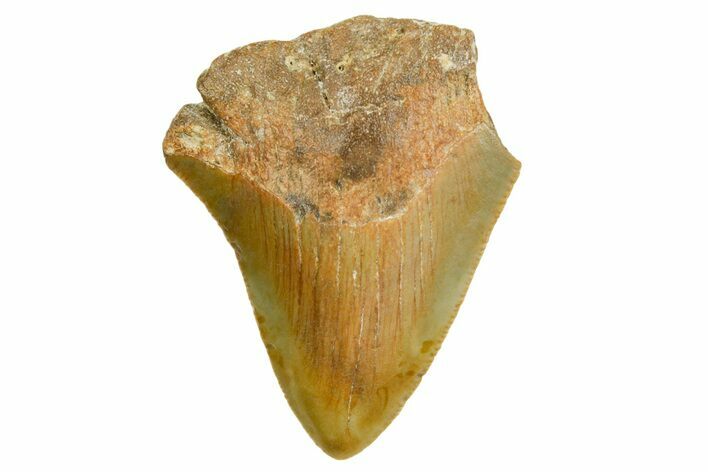 Bargain, Juvenile Megalodon Tooth - Serrated Blade #361696